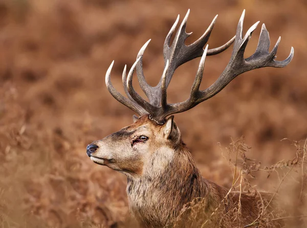 Close Veado Vermelho Ferido Durante Temporada Rutting Outono Reino Unido — Fotografia de Stock