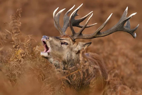 Nahaufnahme Eines Hirsches Der Während Der Brunftzeit Herbst Brüllt — Stockfoto