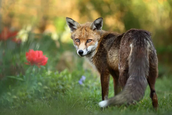 Close-up of a Red fox standing in the garden with flowers, summer in UK.
