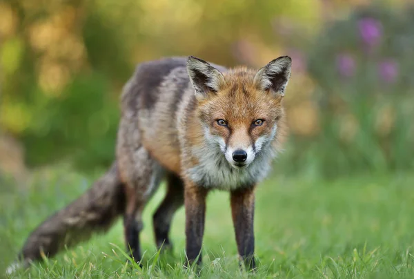 英国庭園の芝生の上の赤狐立ってのクローズ アップ — ストック写真