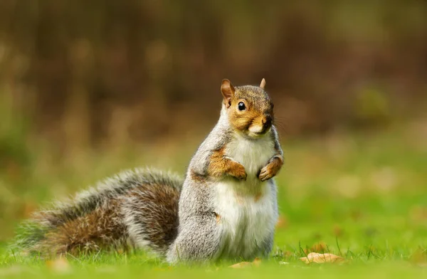 Close Eurasian Grey Squirrel Standing Grass — Stock Photo, Image