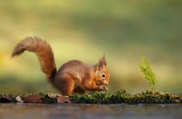 Zbliżenie Wiewiórka Sciurus Vulgaris Jedzenie Orzechów Jesienią Wielka Brytania — Zdjęcie stockowe