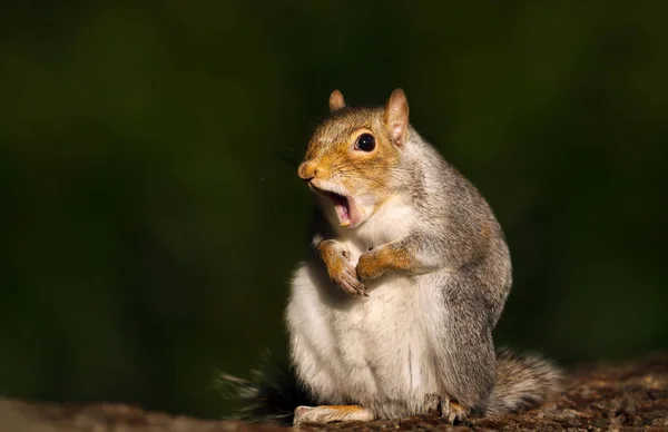 Close Grey Squirrel Yawning — Stock Photo, Image