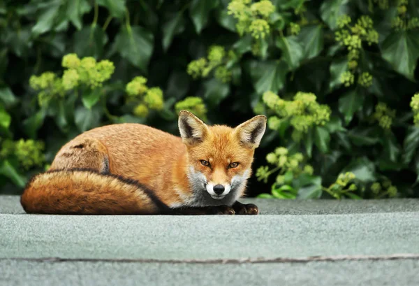 关闭一个红色的狐狸躺在一个棚子的屋顶上 — 图库照片
