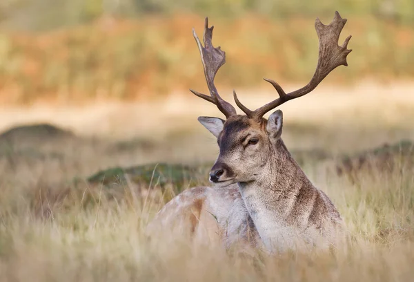 Primer Plano Ciervo Dama Dama Tendido Hierba Otoño Reino Unido —  Fotos de Stock