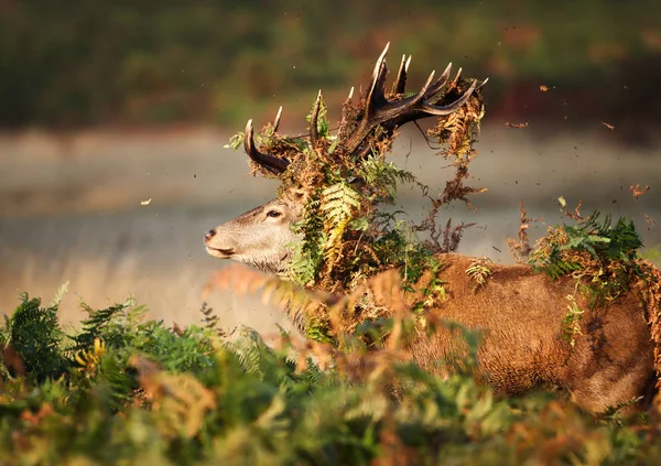 Närbild Kronhjort Hjort Med Vegetation Horn Spårbildning Säsongen Hösten Storbritannien — Stockfoto