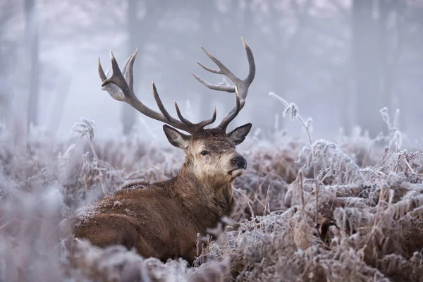 Närbild Kronhjort Hjort Vintern Storbritannien — Stockfoto