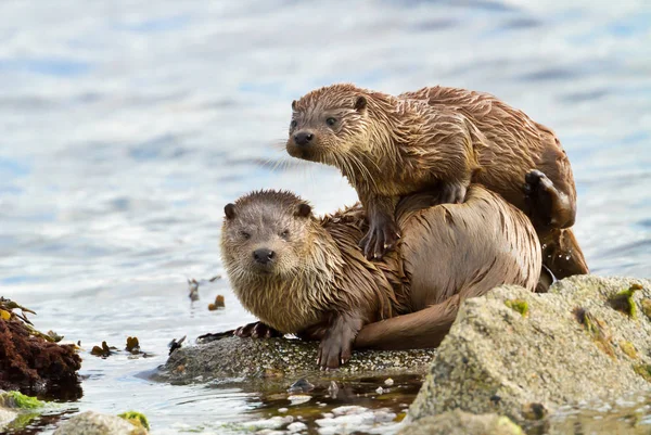 Nahaufnahme Des Europäischen Fischotters Lutra Lutra Mit Einem Verspielten Jungtier — Stockfoto