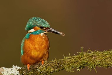 Yosunlu bir levrek, İngiltere'de tıraşlama çamurlu bir Gaga ile Avrasya bir kingfisher Close-up.