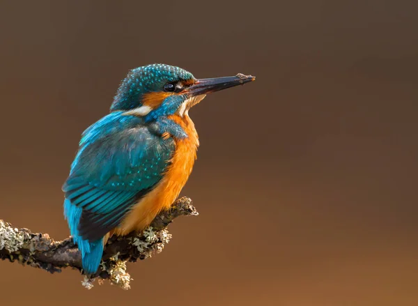 Nahaufnahme Eines Eurasischen Eisvogels Auf Einem Barsch Großbritannien — Stockfoto