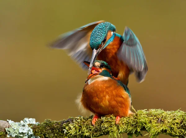 Nahaufnahme Von Paarenden Eurasischen Eisvögeln Auf Einem Moosigen Barsch Großbritannien — Stockfoto