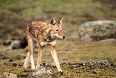 Dünya ve tek kurt tür en tehdit Canidae Afrika'da bulunan Etiyopya kurt, yakın çekim.
