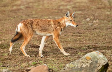 Close up of a rare and endangered Ethiopian wolf  (Canis simensis) - canid native to the Ethiopian Highlands, Bale mountains, Ethiopia. clipart