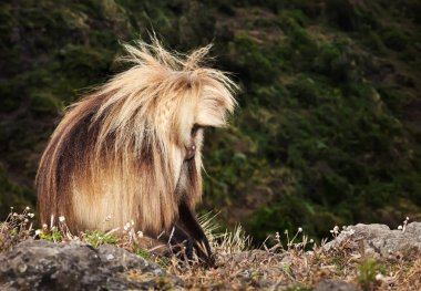 Bir bir uçurumun kenarında Simien dağlar, Etiyopya otlatma bir yetişkin Gelada maymunumla (Theropithecus gelada) yakından.