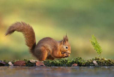 Bir sincap (Sciurus vulgaris) bir somun sonbahar, İngiltere'de yeme, yakın çekim.