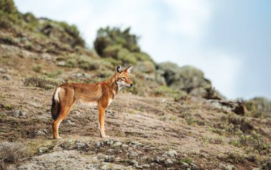 Close up of a rare and endangered Ethiopian wolf (Canis simensis) - canid native to the Ethiopian Highlands, Bale mountains, Ethiopia. clipart