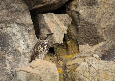 Cape eagle-owl sitting on a rock, Bale mountains, Ethiopia. clipart