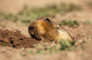Büyük başlı Afrika köstebek-sıçan, olarak da bilinen kök dedim, Etiyopya Afrika kör fare veya Bale dağlar, Etiyopya dev kör fare yakın çekim.