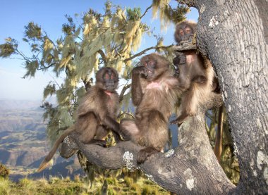 Simien dağlar, Etiyopya ağacın altında oturup oynak bebek Gelada maymunlar yakın çekim.