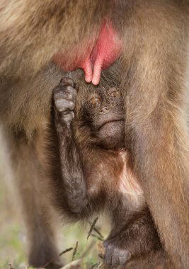 Simien dağlar, Etiyopya, annesinden süt emdikleri bir bebek Gelada maymun yakın çekim.