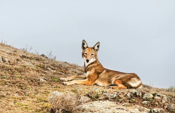 Primer Plano Del Lobo Etíope Peligro Extinción Canis Simensis Cánido —  Fotos de Stock