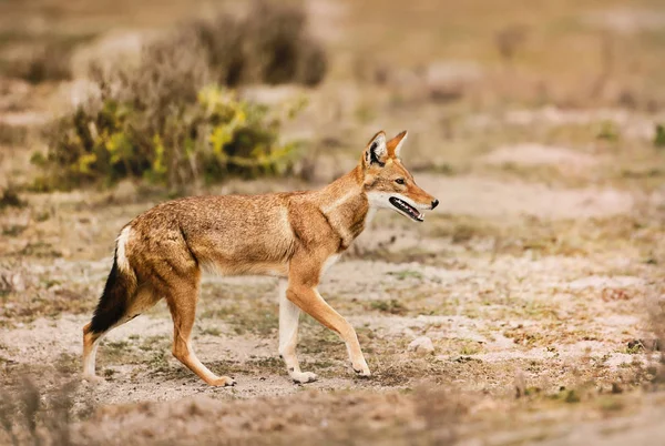 Närbild Sällsynta Och Hotade Etiopisk Varg Canis Simensis Hundliknande Infödda — Stockfoto