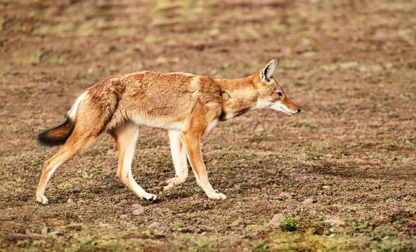 Primer Plano Lobo Etíope Raro Peligro Extinción Canis Simensis Cánido — Foto de Stock