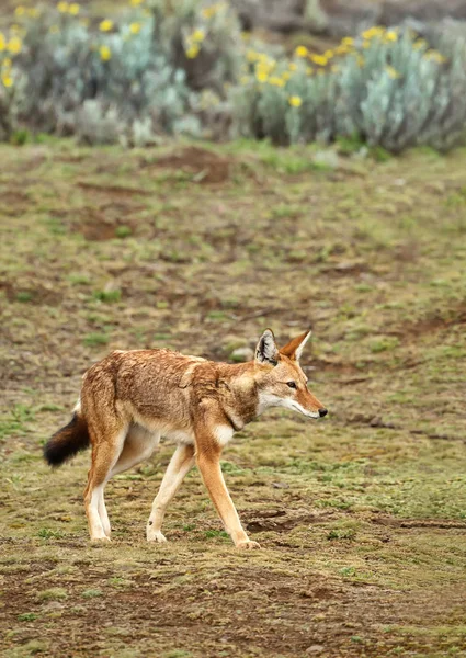 Primer Plano Lobo Etíope Raro Peligro Extinción Canis Simensis Cánido —  Fotos de Stock