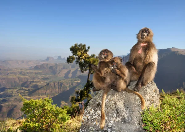 Primer Plano Una Hembra Mono Gelada Con Bebés Sentados Una — Foto de Stock