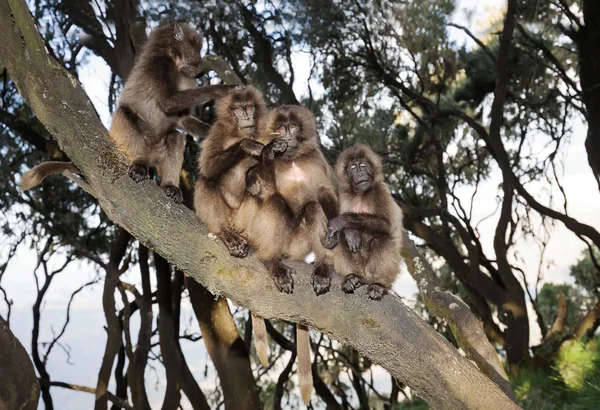 Close Bebê Brincalhão Gelada Macacos Sentados Árvore Simien Montanhas Etiópia — Fotografia de Stock