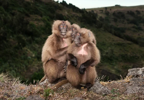 Gros Plan Singes Gelada Assis Sur Bord Une Falaise Dans — Photo