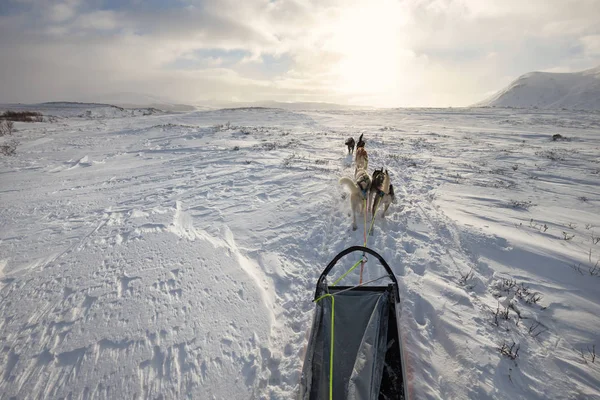 Norweskie Krajobrazy Psim Zaprzęgiem Wycieczka Góry Dovrefjell — Zdjęcie stockowe