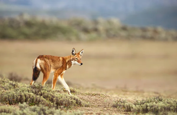 Close Rare Endangered Ethiopian Wolf Canis Simensis Highlands Bale Mountains — Stock Photo, Image