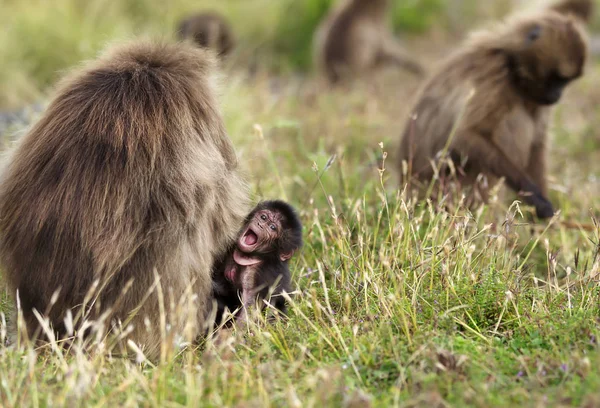 Close Macaco Gelada Bebê Sentado Grama Por Sua Mãe Enquanto — Fotografia de Stock