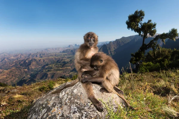 Close Macacos Gelada Preparando Nas Montanhas Simien Etiópia — Fotografia de Stock