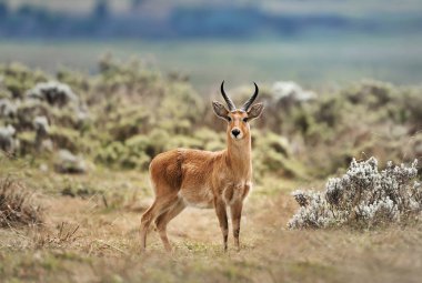 Bohor Reedbuck duran Gaysay otlakların, Etiyopya, yakın çekim.