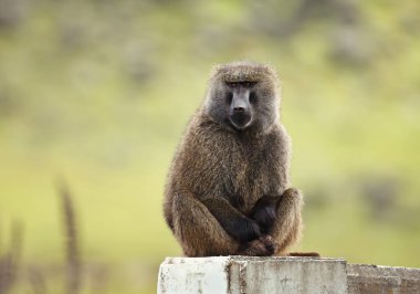 Close up of an olive baboon (Papio anubis) sitting on concrete post against green background, Ethiopia. clipart