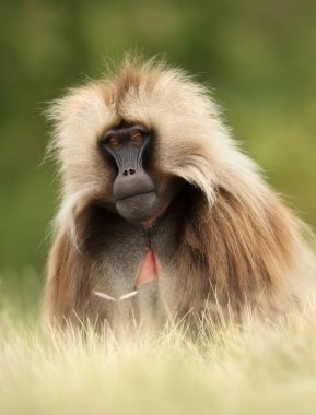 Close up of an adult Gelada monkey (Theropithecus gelada), Simien mountains national park, Ethiopia. clipart