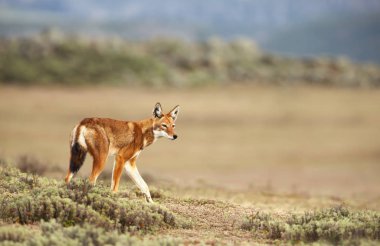 Close up of a rare and endangered Ethiopian wolf (Canis simensis) in the highlands of Bale mountains, Ethiopia. clipart