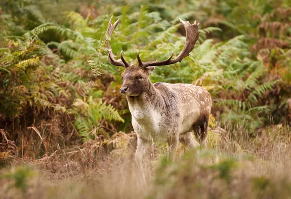 Gros Plan Une Jachère Dama Dama Automne Royaume Uni — Photo