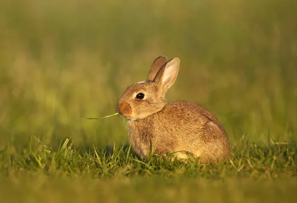 Close Van Konijn Eten Gras Wei Zomer Verenigd Koninkrijk — Stockfoto