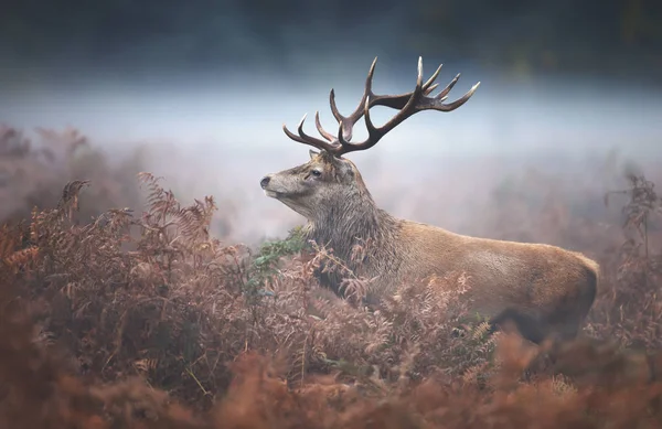 Close Red Deer Stag Rutting Season Misty Autumn Morning — Stock Photo, Image