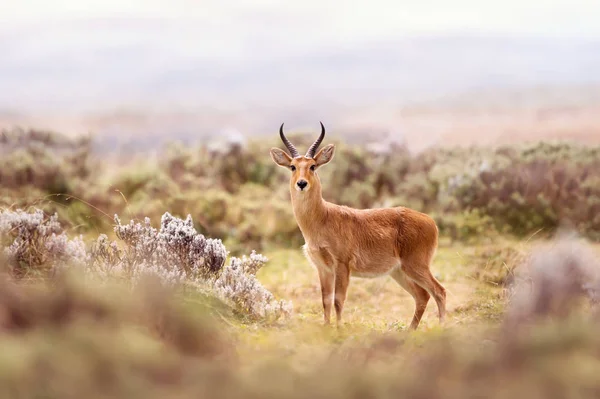 Närbild Bohor Reedbuck Gaysay Grasslands Etiopien — Stockfoto
