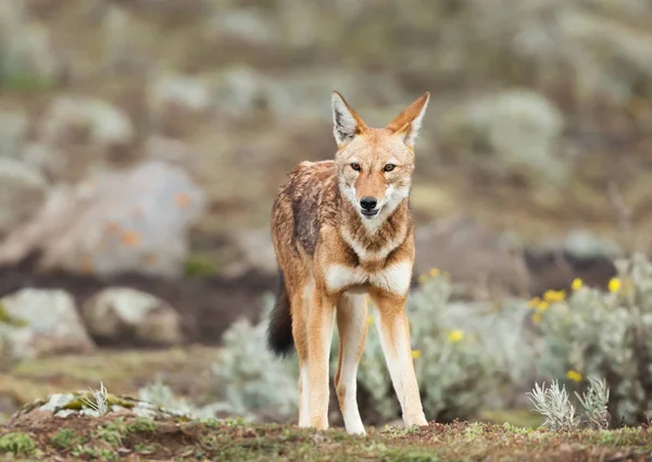 Primer Plano Lobo Etíope Raro Peligro Extinción Canis Simensis Las — Foto de Stock