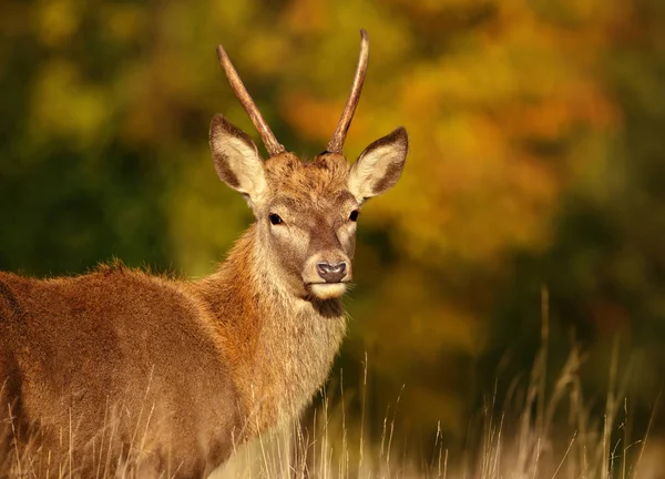 在秋天关闭一个年轻的红鹿降压 — 图库照片