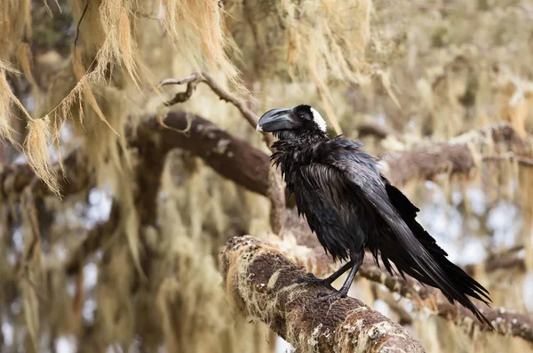 Närbild Tjocknäbbad Korp Corvus Crassirostris Uppflugen Ett Träd Etiopien — Stockfoto