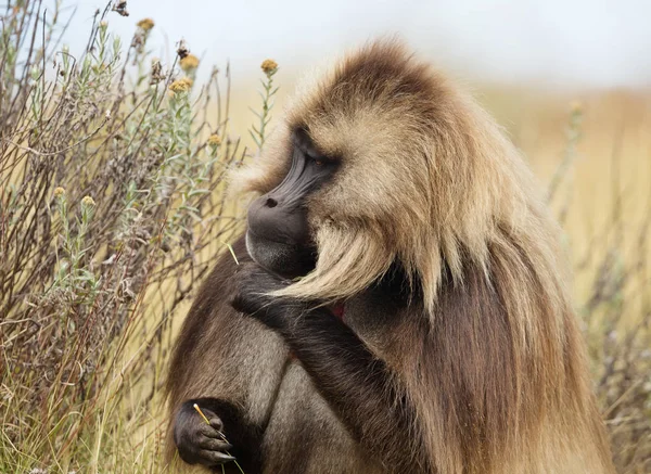 Close Macaco Gelada Adulto Gelada Theropithecus Comendo Grama Parque Nacional — Fotografia de Stock