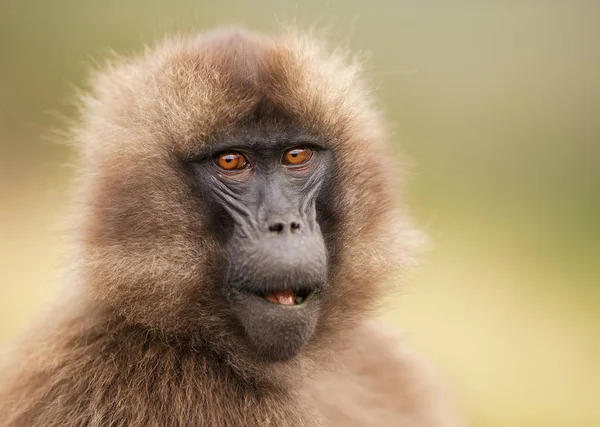 Nahaufnahme Eines Gelada Affenweibchens Den Affenbergen Äthiopien — Stockfoto