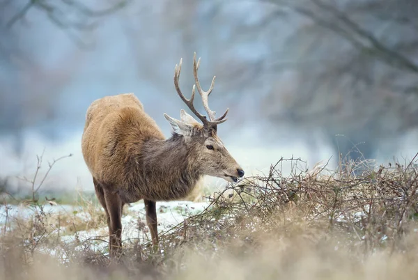 영국에서에서 가지를 사슴의 클로즈업 — 스톡 사진