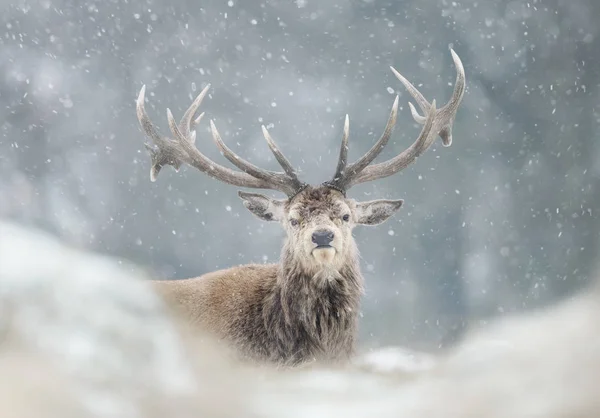 Gros Plan Cerf Rouge Dans Neige Tombante Hiver Royaume Uni — Photo